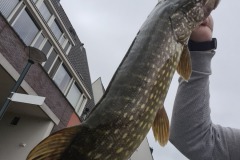 Dikke-snoek-in-de-Karperkuil-van-Hoorn
